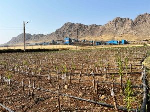 فضای سبز صنعتی-اصلاح نهال بادام ذوب آهن بیستون